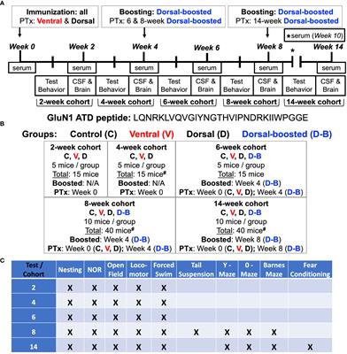 Optimizing animal models of autoimmune encephalitis using active immunization